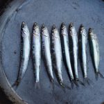 9 Razones Por Las Que Las Anchoas Deben Incluirse En Su Dieta
