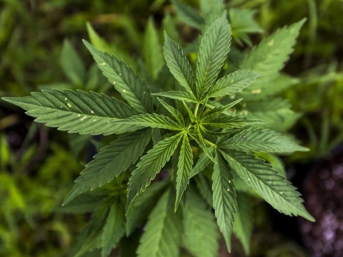 planta de marihuana medicinal